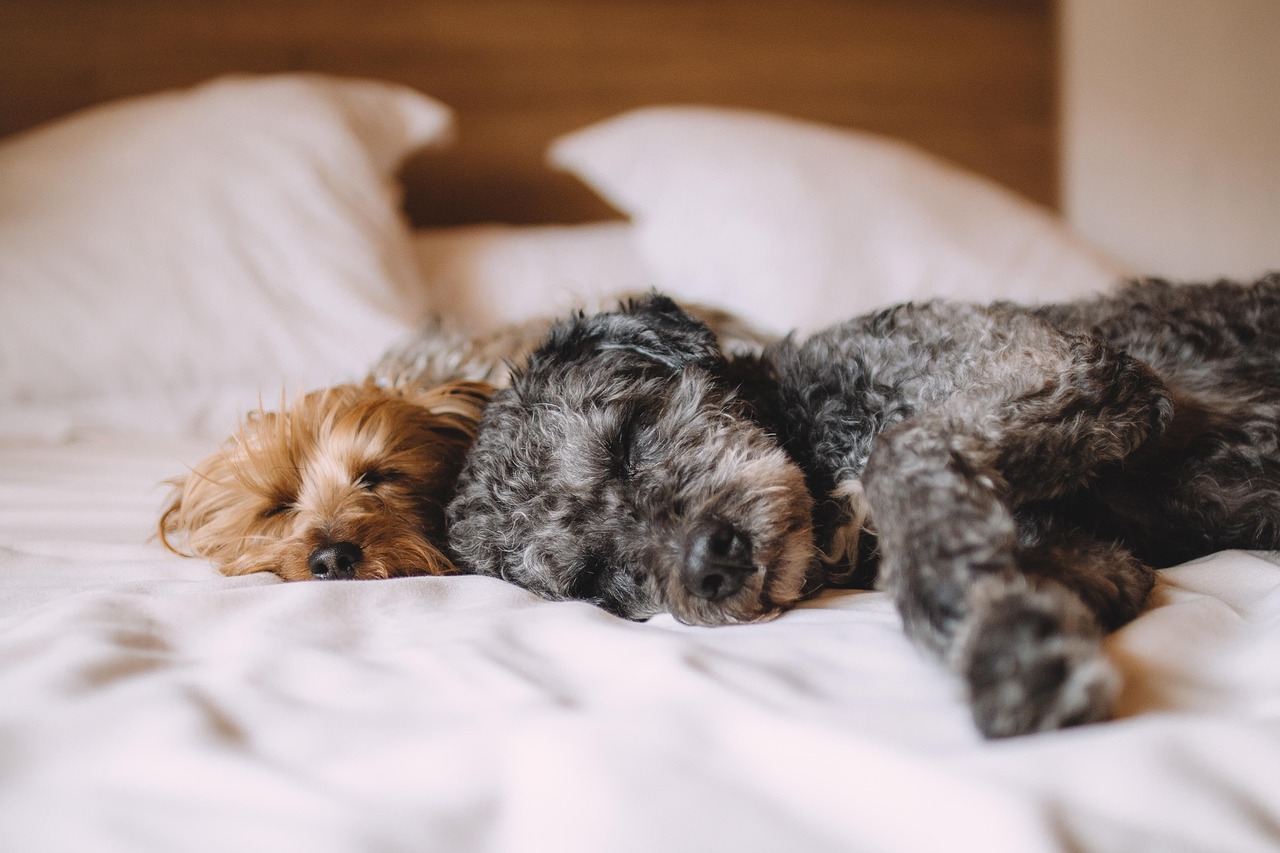 Como escolher o travesseiro ideal para dormir melhor e acordar sem dor