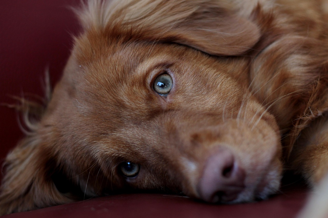 Como saber se seu pet está feliz: 7 sinais que você talvez nunca notou