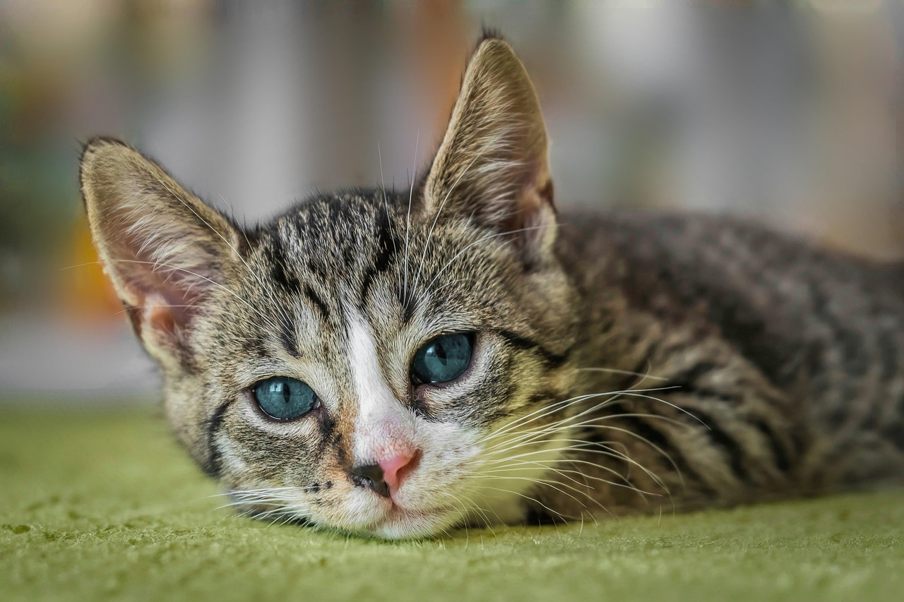 O que significa sonhar com filhotes de gato? Veja interpretações emocionantes