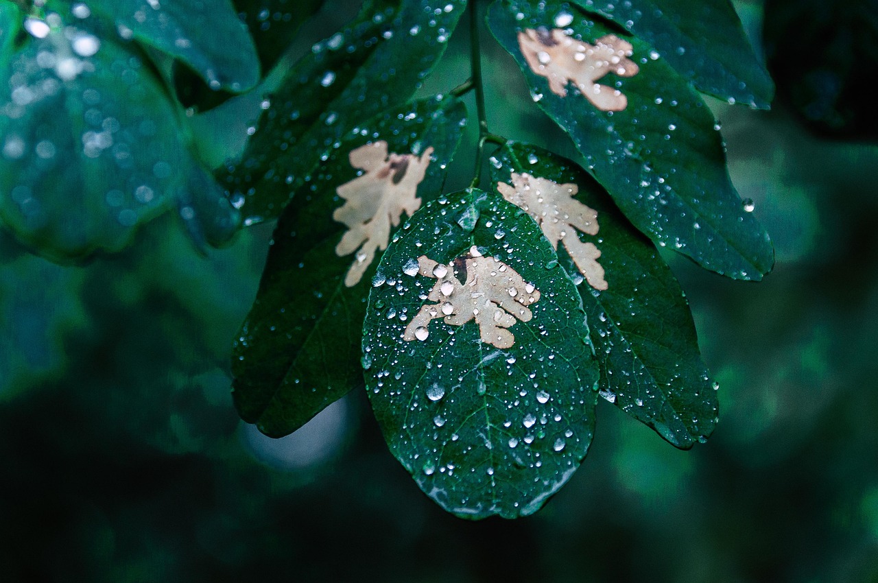 Por que o cheiro da chuva traz lembranças fortes? A neurociência explica