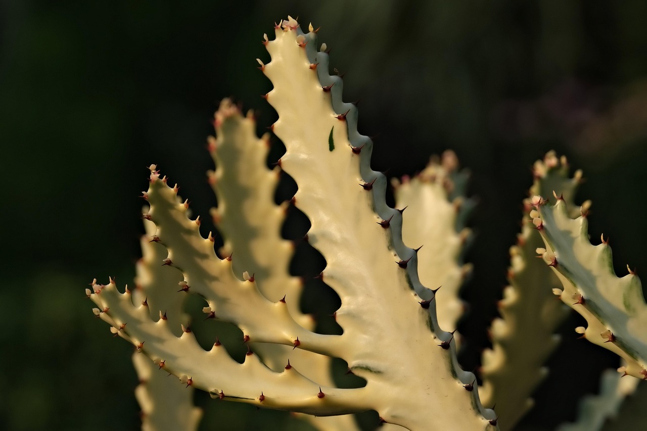 Por que plantas em ambientes internos fazem tão bem (e quais escolher)
