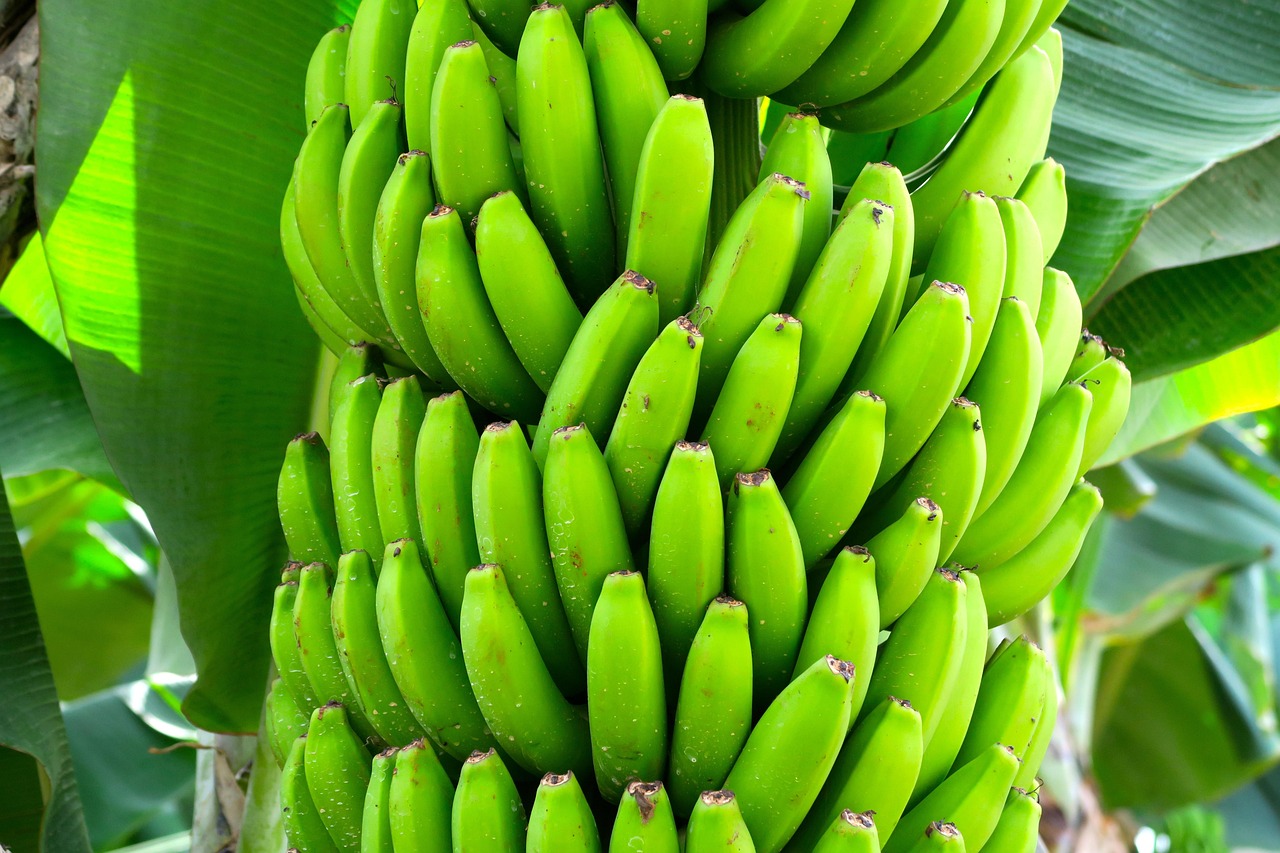 Receita de bananas: 7 formas deliciosas de aproveitar a fruta