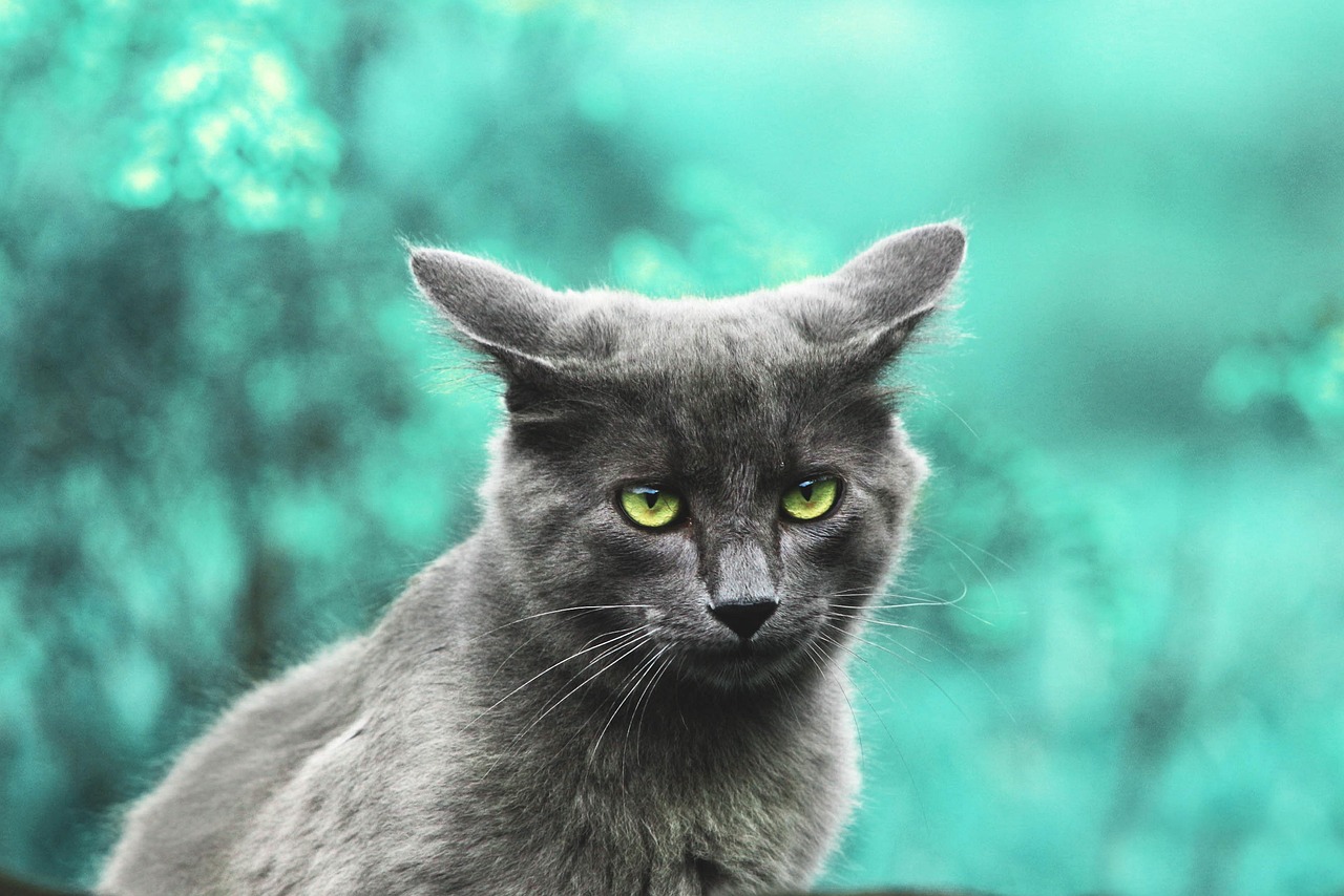 Sonhar com filhote de gato: significados que vão te surpreender