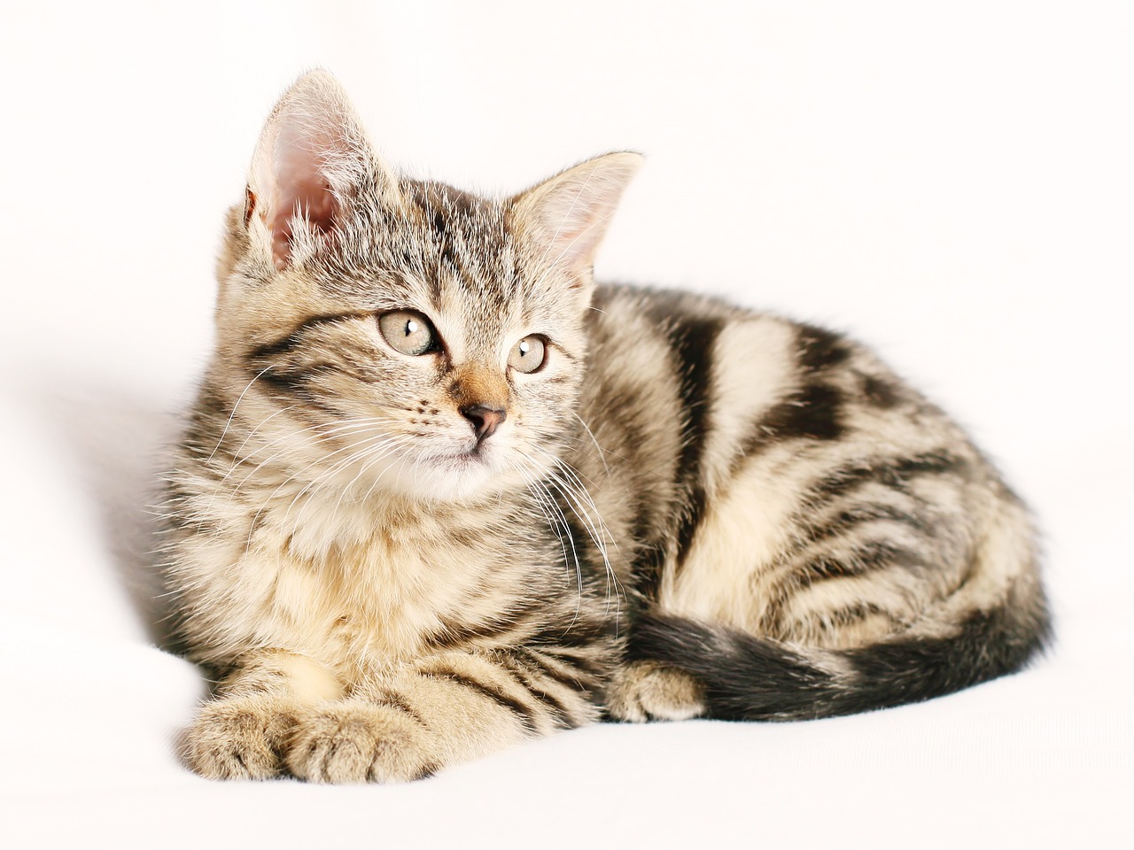 Sonhar com filhotes de gatinhos: interpretações emocionais e espirituais