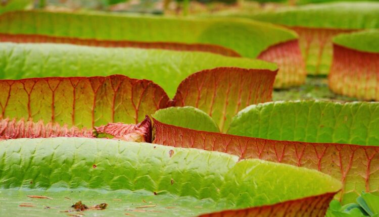10 melhores absorventes com conforto e proteção que você precisa experimentar