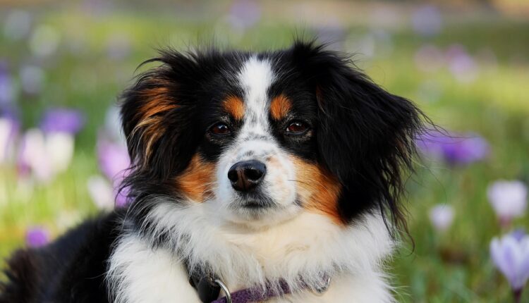 O que seu cachorro entende quando você fala com ele? A resposta vai te surpreender